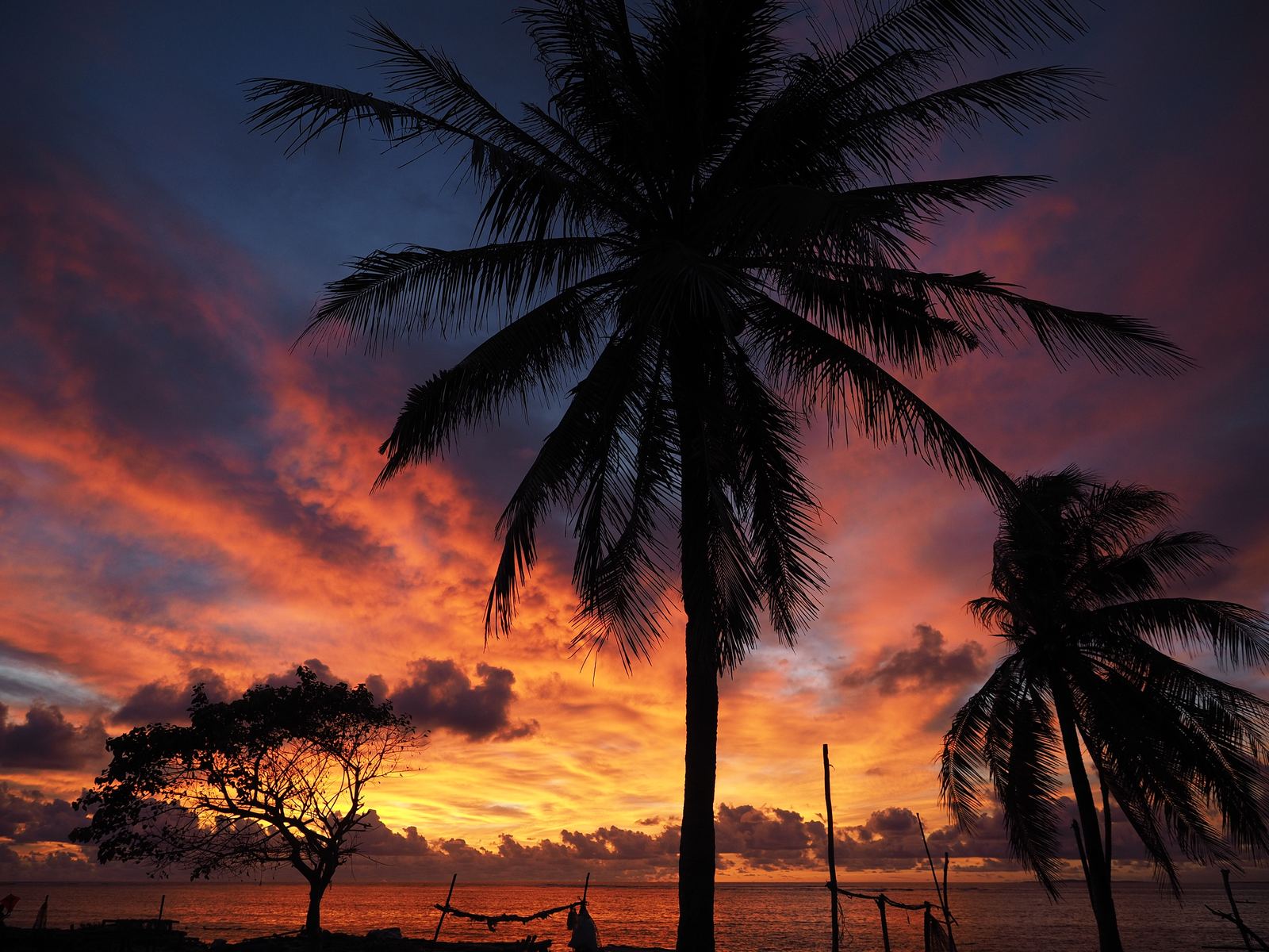 Sunset palms